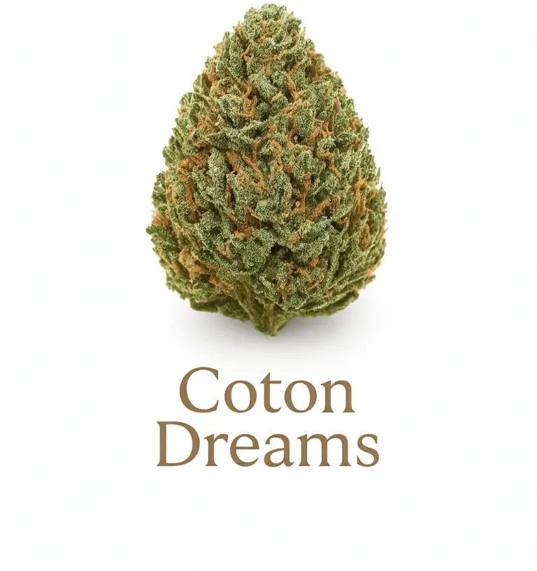 Coton Dreams 3g - 100g (3g 3.5€/g)