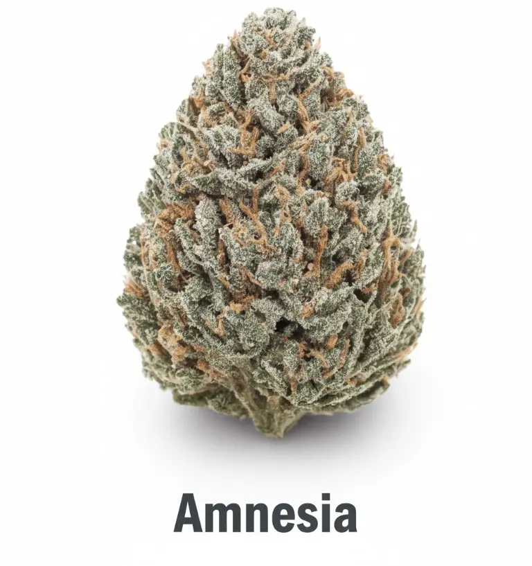Amnesia 3g - 100g (3g 4€/g)